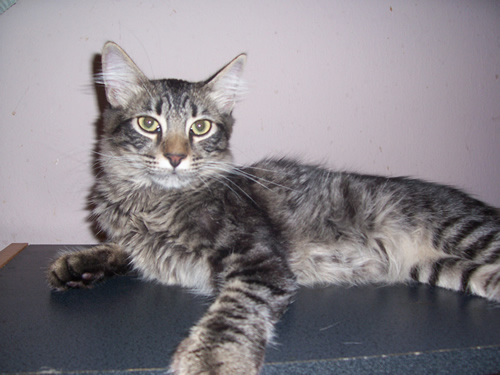 whiskers1.jpg