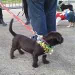 DogParade5