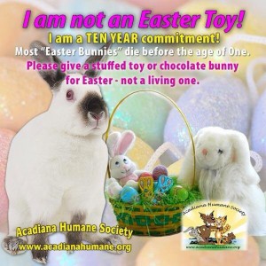 A Rabbit Is Not A Toy