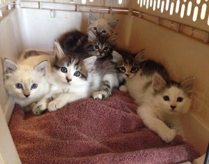 6 Kittens rescued from St Landry Parish Animal Control