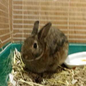 Rabbit rescued from St John Parish Animal Control