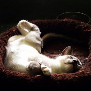 Milo from St Landry Parish AC