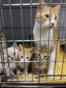 Ruth and six kittens