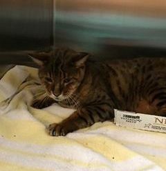 Bengal with broken pelvis